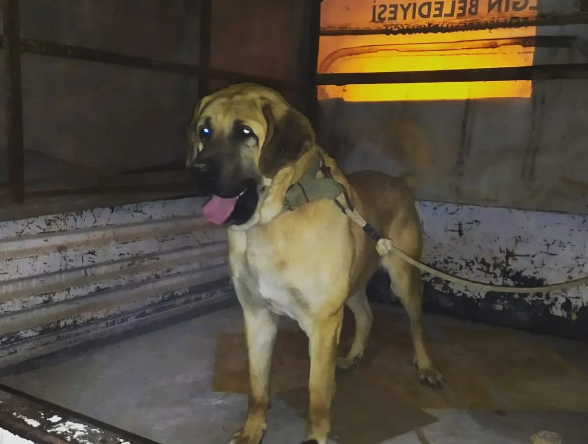 Konya Da Parayla Kopek Dovusu Duzenleyen 10 Kisiye Ceza Yagmuru Internet Haber