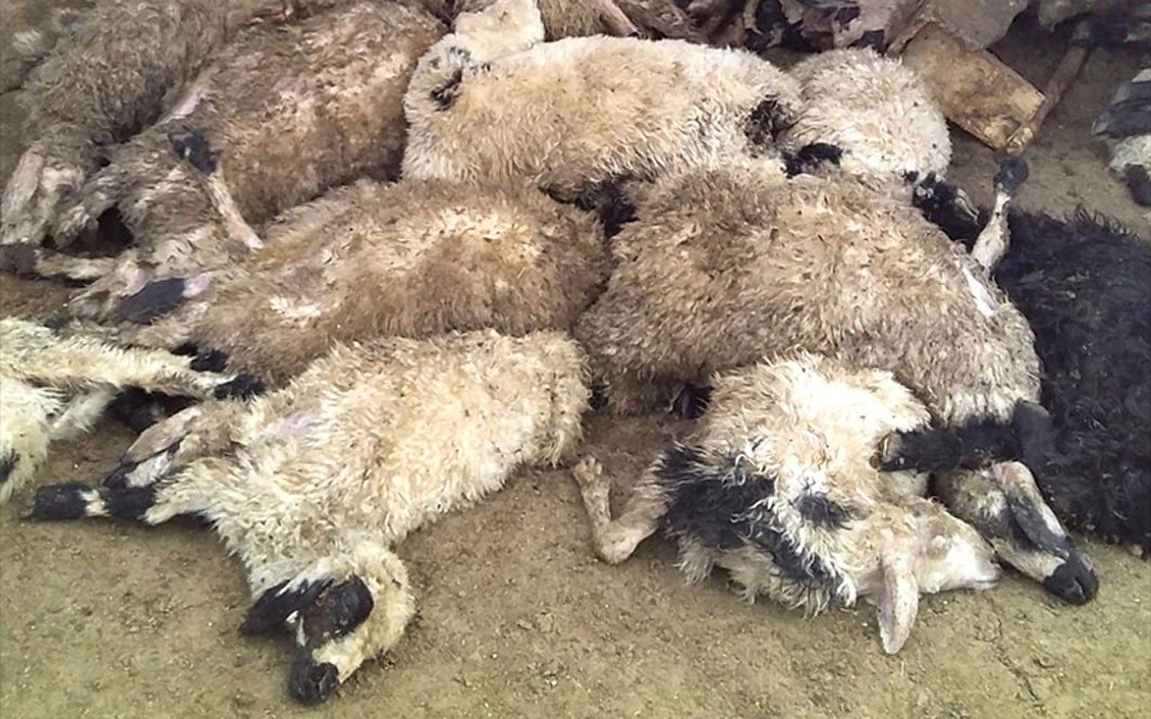 Elazığ'da ağıla giren kurtlar 120 koyunu telef etti
