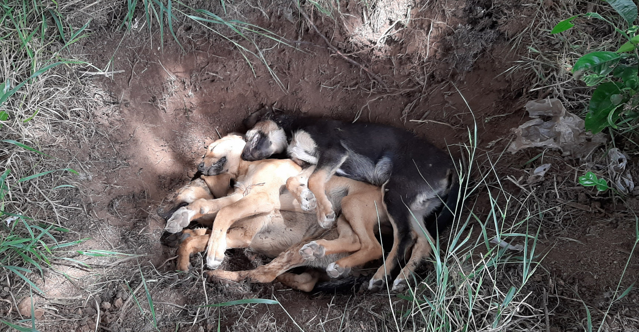 Antalya�da beslediği 5 köpek öldürüldü �Bu canlara nasıl kıydınız