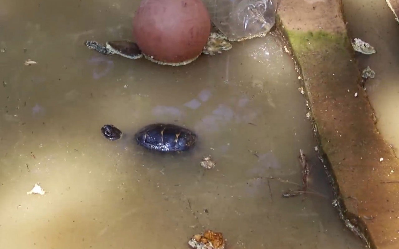 Havuzda boğulmak üzere olan kaplumbağayı başkan kurtardı