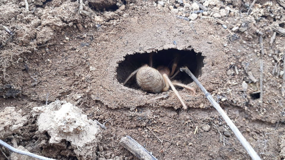 Sivas'ta et ile beslenen 'Sarıkız' örümceği görüldü Haber