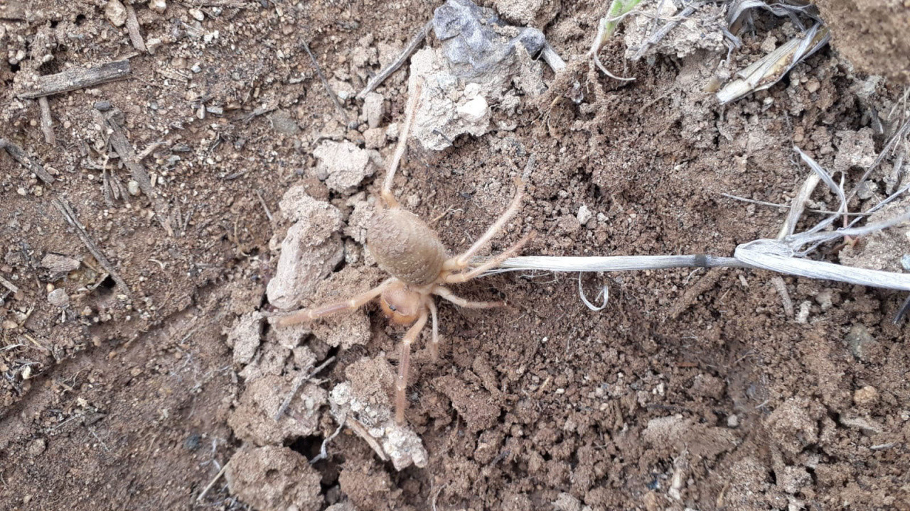 Sivas�ta et ile beslenen �Sarıkız� örümceği görüldü Haber