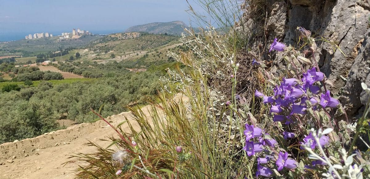 Aydın'da her yıl koruma altına alınan Tüylü Çan çiçeğine zararın cezası 73 bin 747 TL