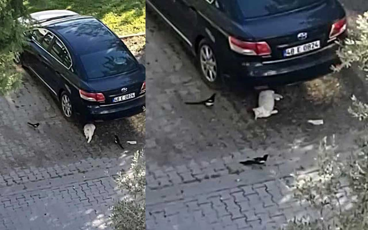 Kedi ile saksağanlar arasında yaşanan ilginç anlar kamerada