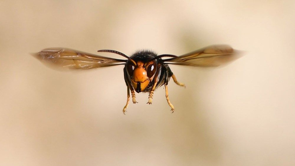 Avrupa’yı Covid-19’un ardından katil arılar vurdu öldürerek yayılıyor