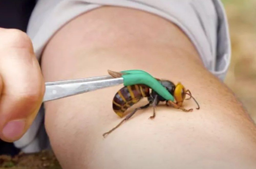 Avrupa’yı Covid-19’un ardından katil arılar vurdu öldürerek yayılıyor
