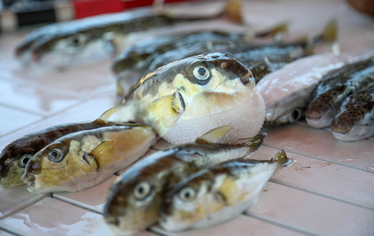 Antalya'da da 3 kişinin ızgara yapıp yedikleri zehirli balon balığı çıktı biri ölümün eşiğinde