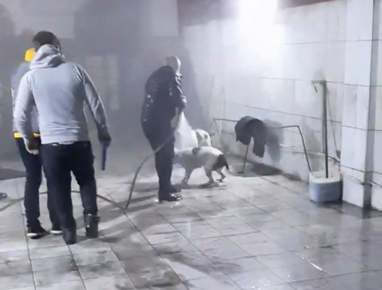 İstanbul'da pitbull dehşeti! Oto yıkamacıda soğuk su sıkarak kurtardılar