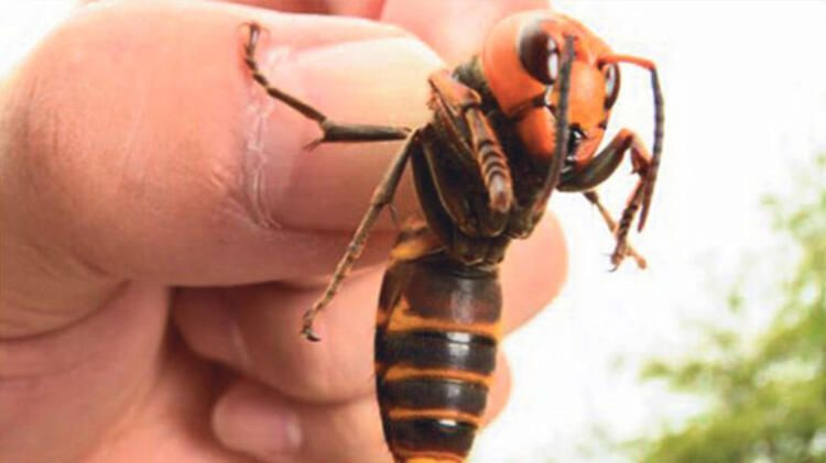 Zonguldak'ta katil arı Gal paniği yaşanıyor! Önlem alınmasını istediler