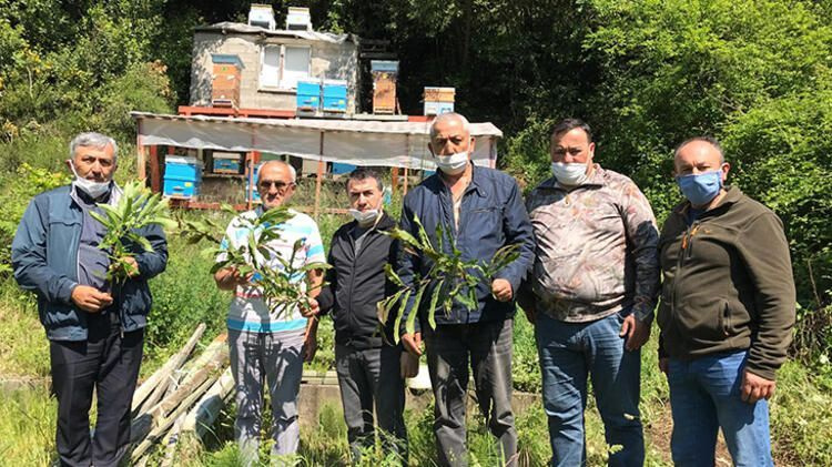 Zonguldak'ta katil arı Gal paniği yaşanıyor! Önlem alınmasını istediler