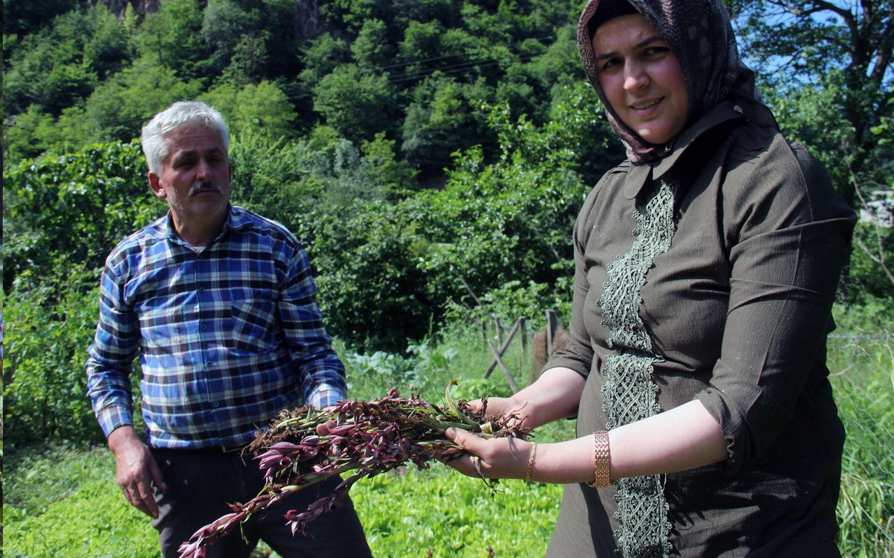 Giresun'da ilk defa üretilen bitkinin kilosu 1400 lira! Fındığa alternatif