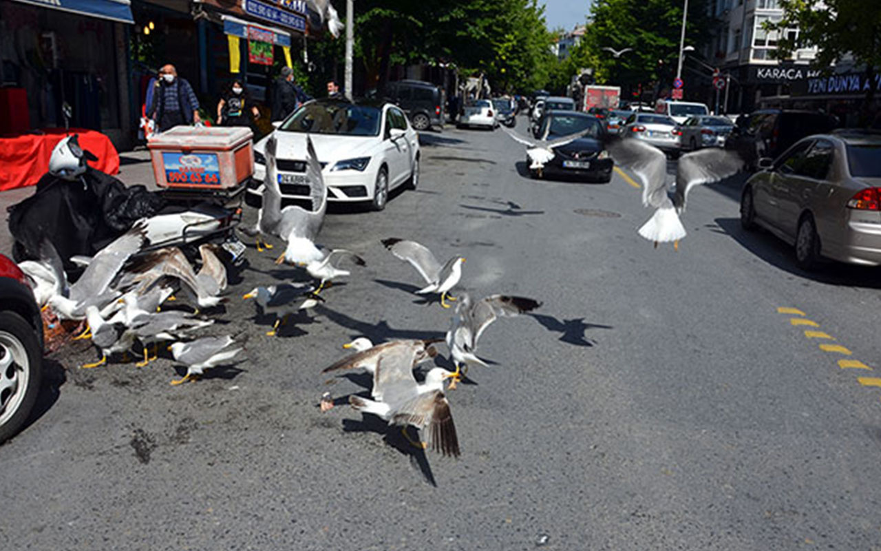 Avcılar'da martıların yiyecek kapma savaşı kamerada