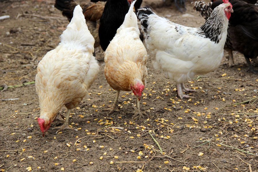 Edirne'de cins tavuk yetiştiren esnaf 'mavi yumurta' talebine yetişemiyor