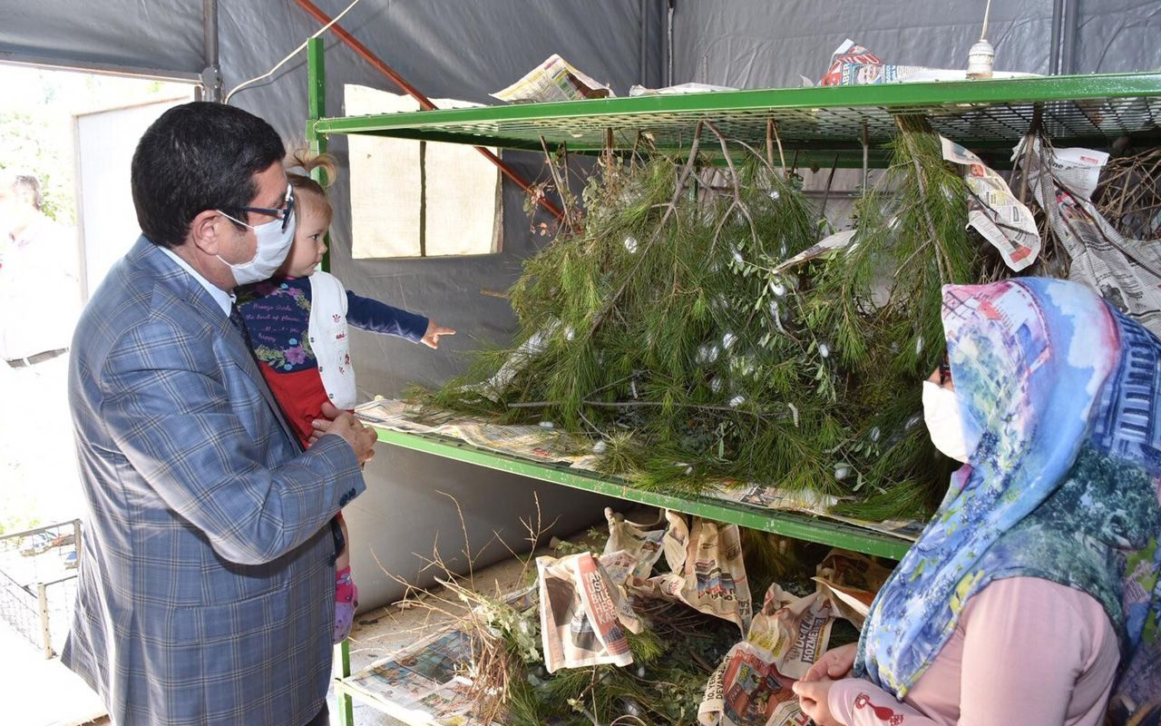 Muğla'da merakla başladı girişimci oldu 3 çocuk annesi böcek üretip ipini satıyor