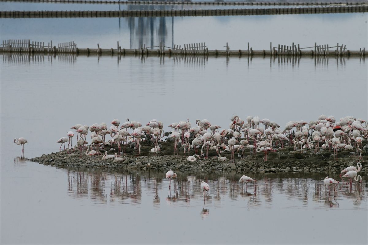 İzmir'de görenleri hayran bırakan manzara! Kuş Cenneti yavru flamingolarla şenlendi