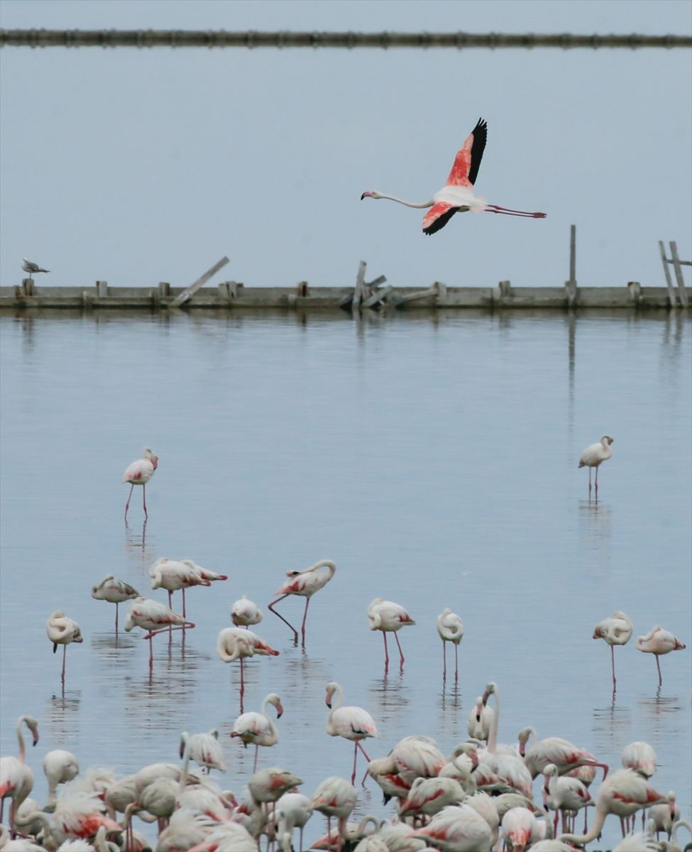 İzmir'de görenleri hayran bırakan manzara! Kuş Cenneti yavru flamingolarla şenlendi