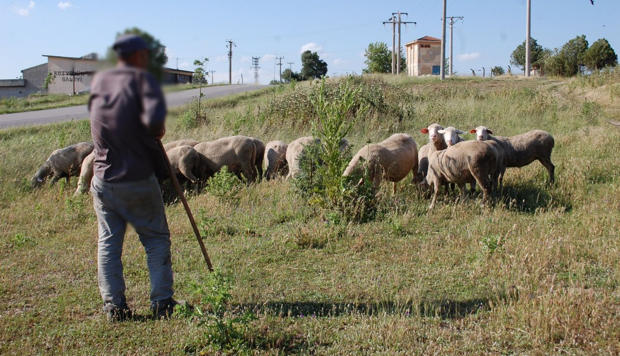 Tekirdağ'da çoban koyunları otlatırken buldu şoka girdi