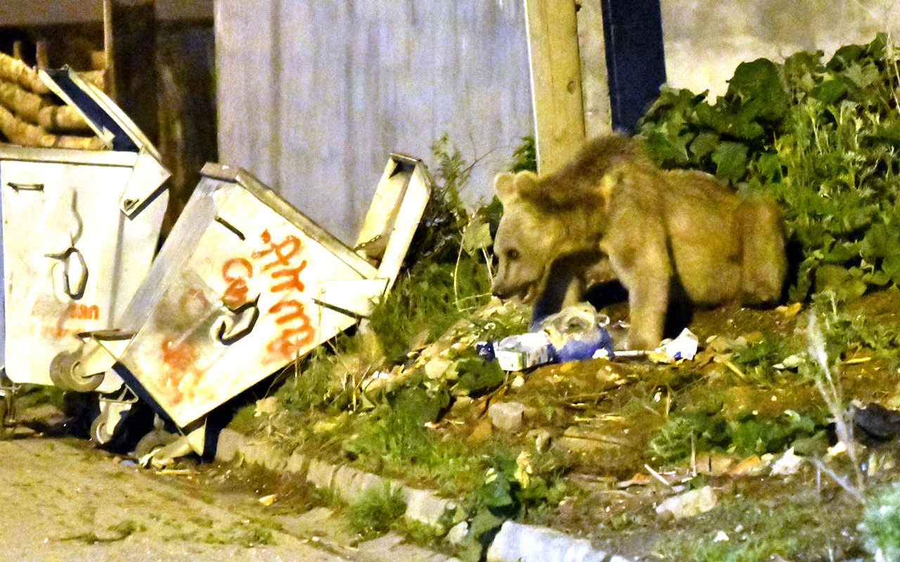 Kars'ta acıkan boz ayı mahalleye inerek yiyecek aradı