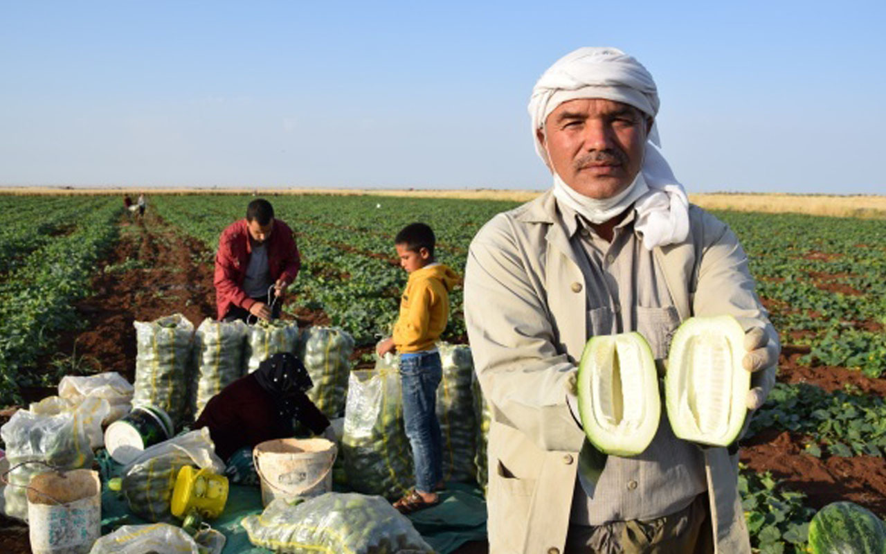 Şanlıurfa'nın şaşırtan üretimi! Dışı karpuz gibi içi salatalık tadında