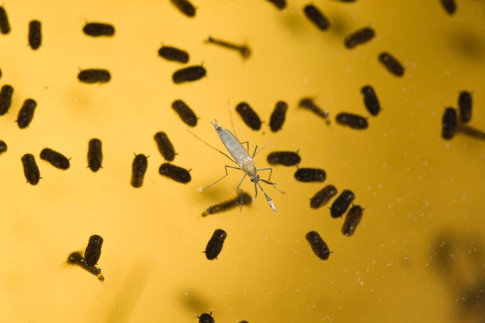 Laboratuvarda mutant sivrisinek üretildi hepsi bırakılacak eyvah!