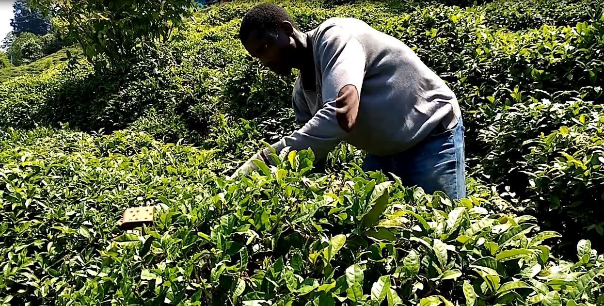 Rize'de şaşırtan çay hasadı! Senegal uyruklular Gürcülerin yerine geçti