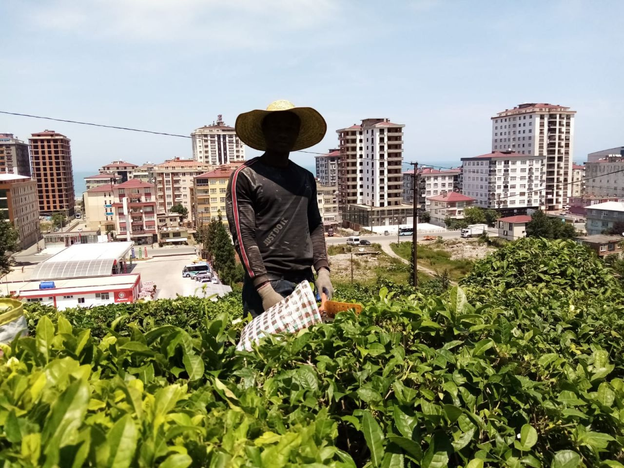 Rize'de şaşırtan çay hasadı! Senegal uyruklular Gürcülerin yerine geçti