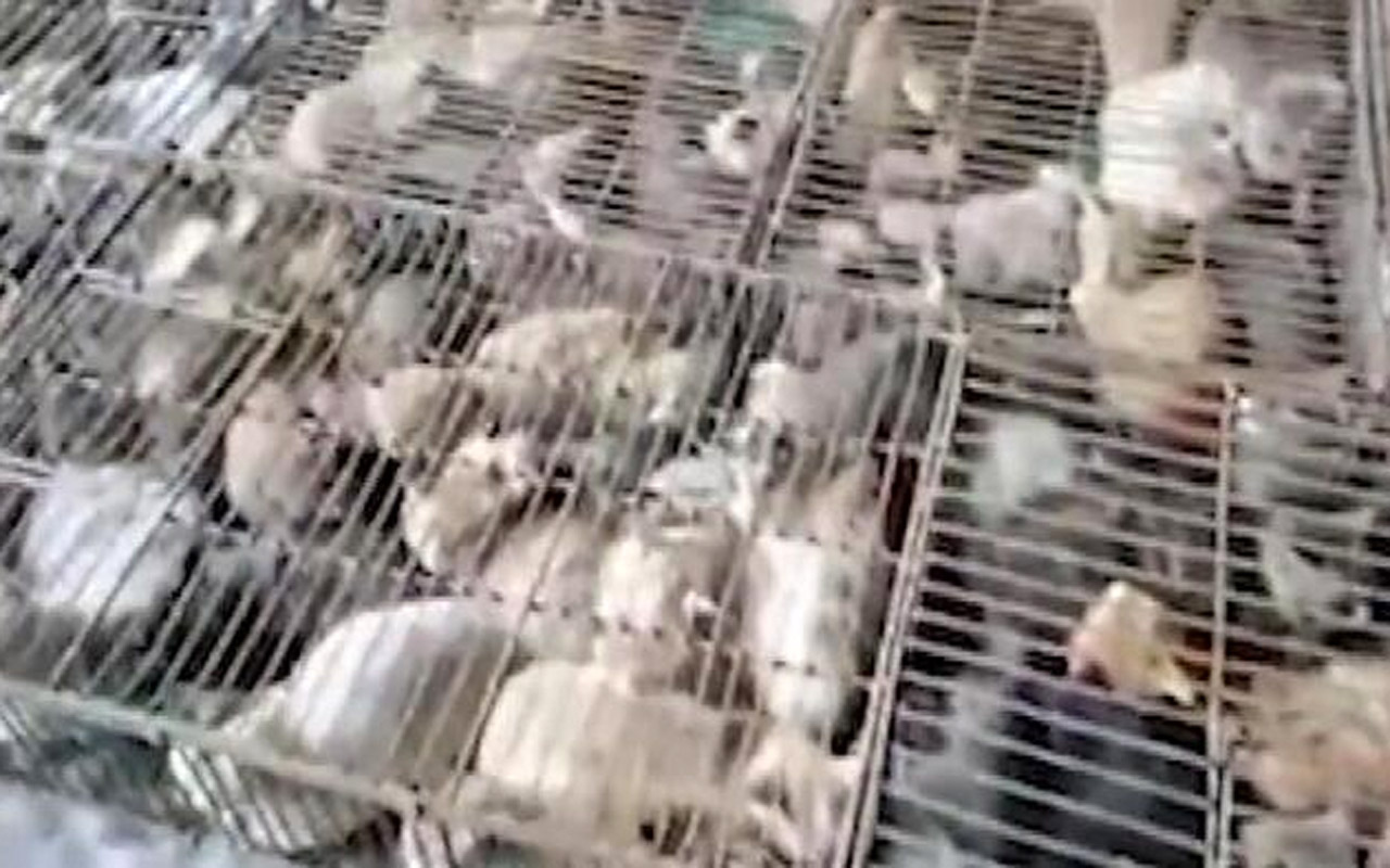 Çin’de 'yemek' için tutulan 700 kedi kurtarıldı