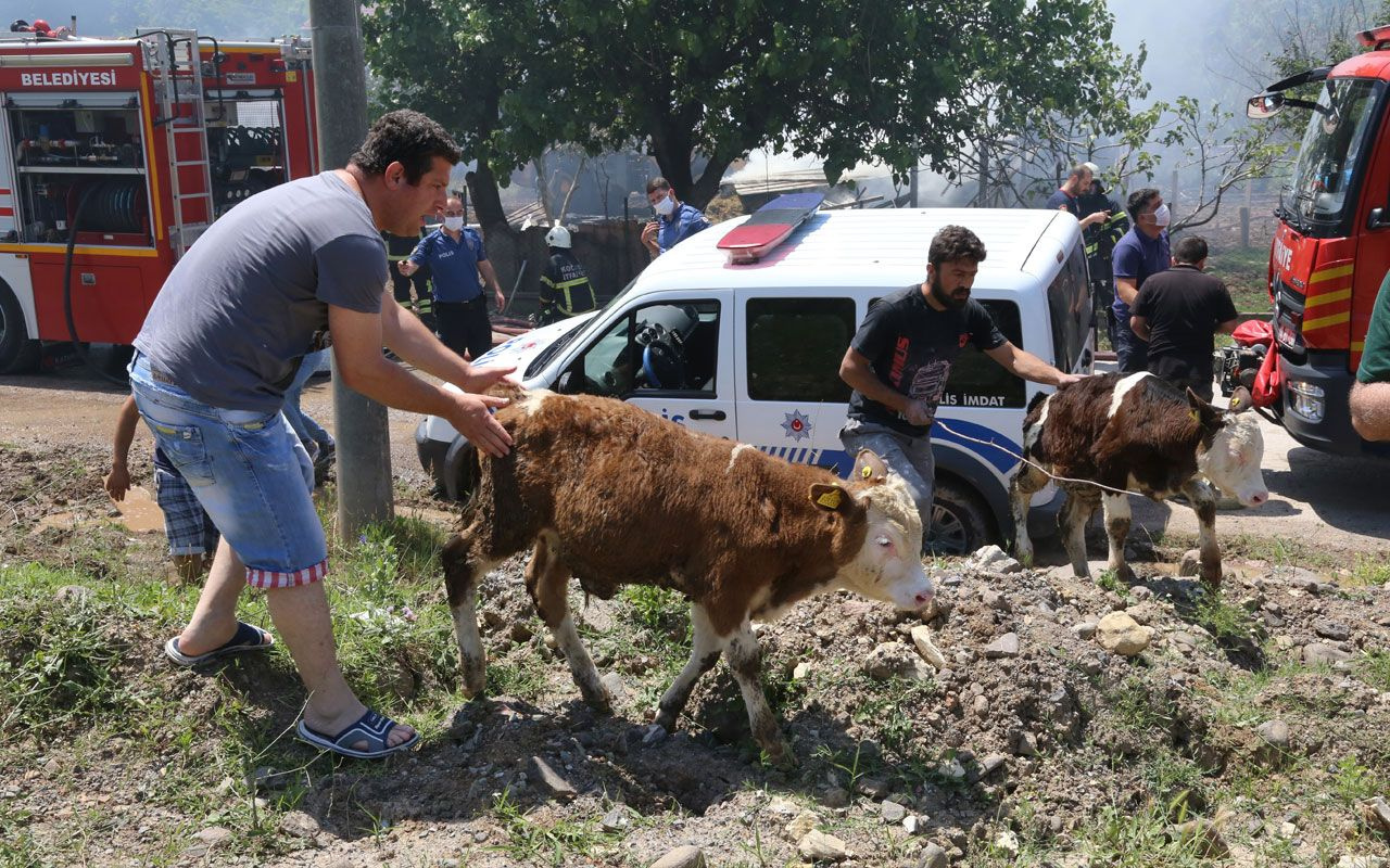 Kocaeli'nde ailesine sinirlenen kadın ahırı yaktı! Hayvanlar son anda kurtuldu