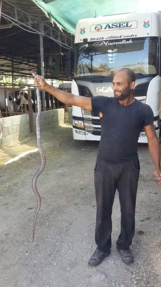 Bursa'da 2 metrelik yılanlar tarlaları bastı! Vatandaşlar korkuya kapıldı