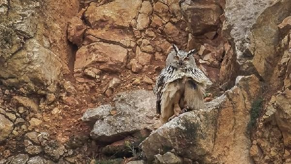 Çorum'da Puhu kuşları için taş ocağında çalışmalar durduruldu!