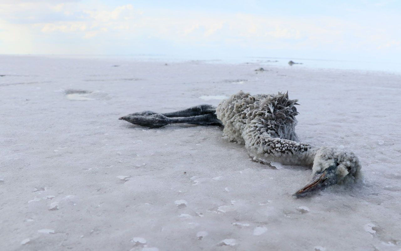 Tuz Gölü'nde yüzlerce flamingo telef oldu! Esrarengiz ölümleri şok etti