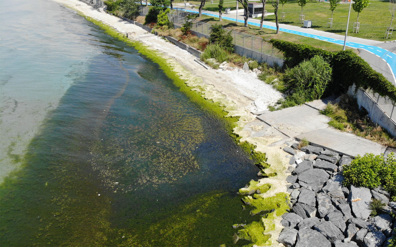 İBB'ye bağlı Florya'daki Güneş Plajı'nı yosunlar kapladı