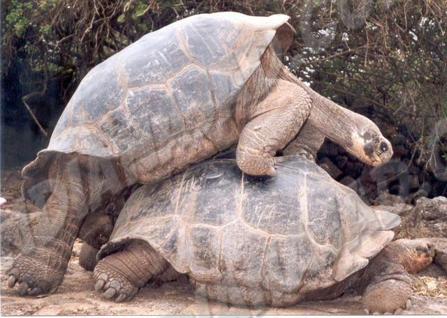 44 yıl çiftleşerek türünü kurtaran kaplumbağa Diego emekli oldu!