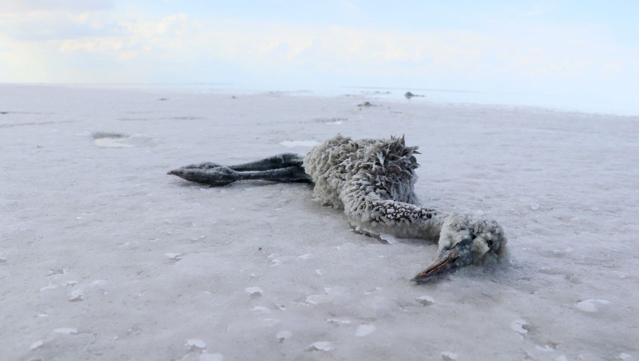 Tuz Gölü’nde flamingoların esrarengiz ölümü! İnceleme başlatıldı