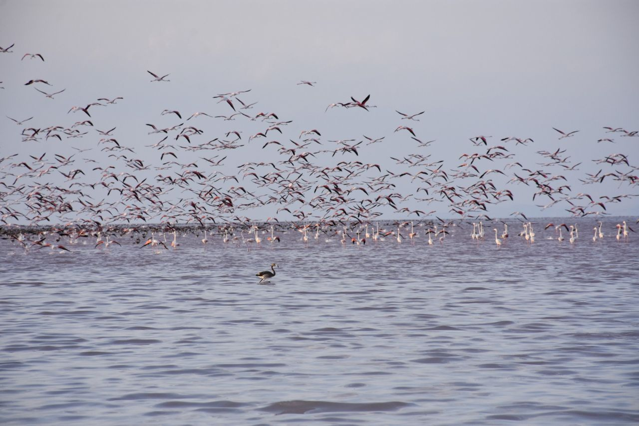 Tuz Gölü’nde flamingoların esrarengiz ölümü! İnceleme başlatıldı