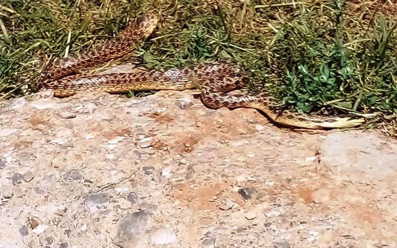 Malatya'da ortaya çıkan yılanlar korkuttu! Ev araba heryerdeler