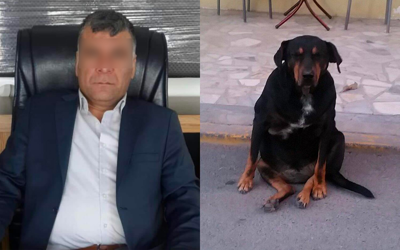 İstanbul'da iğrenç olay! Bir ay boyunca köpeğe işkence ve tecavüz!