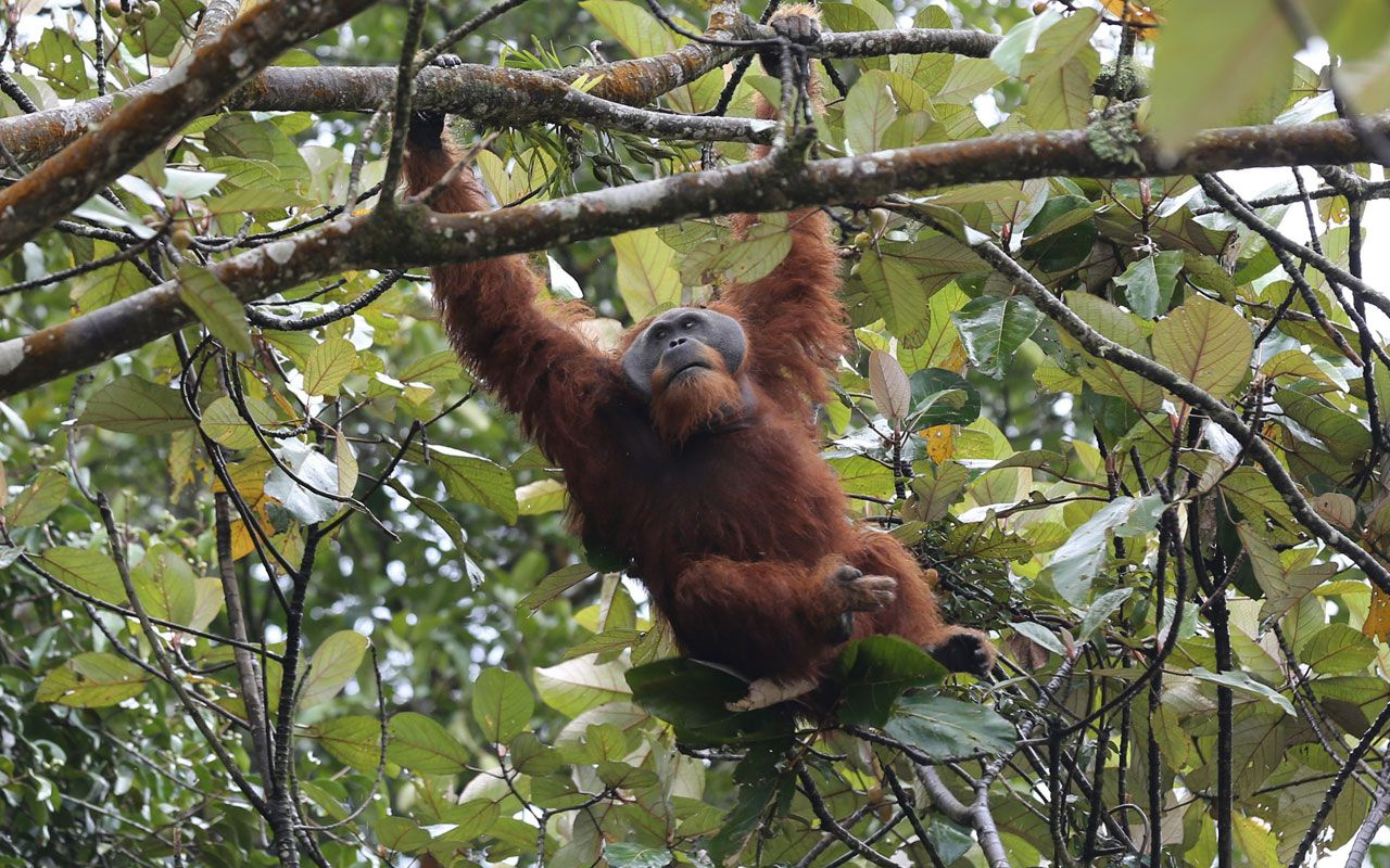 Endonezya'da yaşayan orangutanlar nesli tükenme tehlikesiyle karşı karşıya