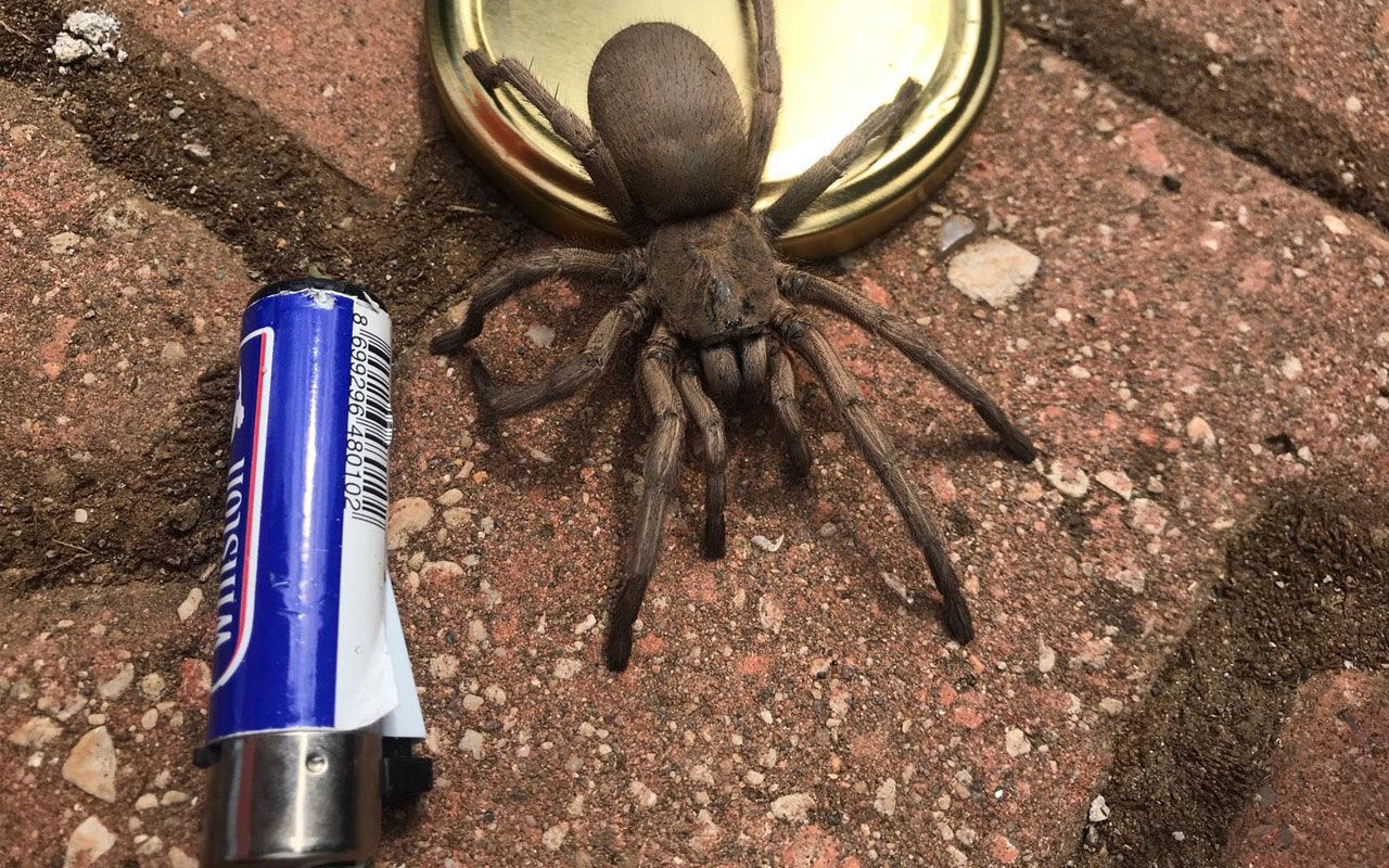 Osmaniye'de yayla evinde görülen dev örümcek korkuttu!