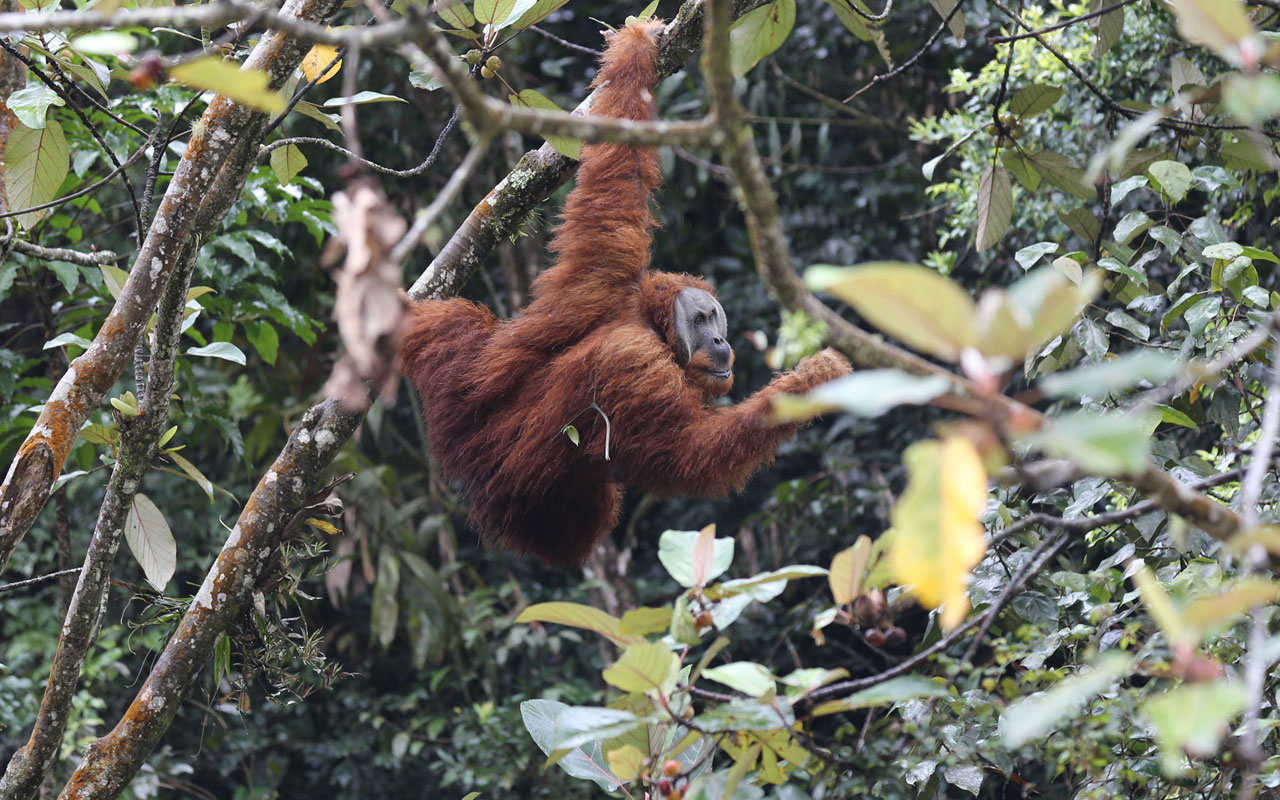 Endonezya'da yaşayan orangutanlar nesli tükenme tehlikesiyle karşı karşıya