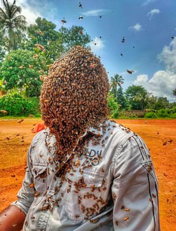 Hindistan'da 60 bin arıyı kafasında tuttu Guinness Rekorlar Kitabı’na girdi