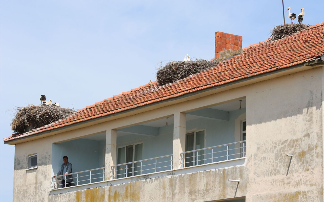 Bu evi gören durup fotoğraf çekiyor Samsun'da leylekler koloni kurdu