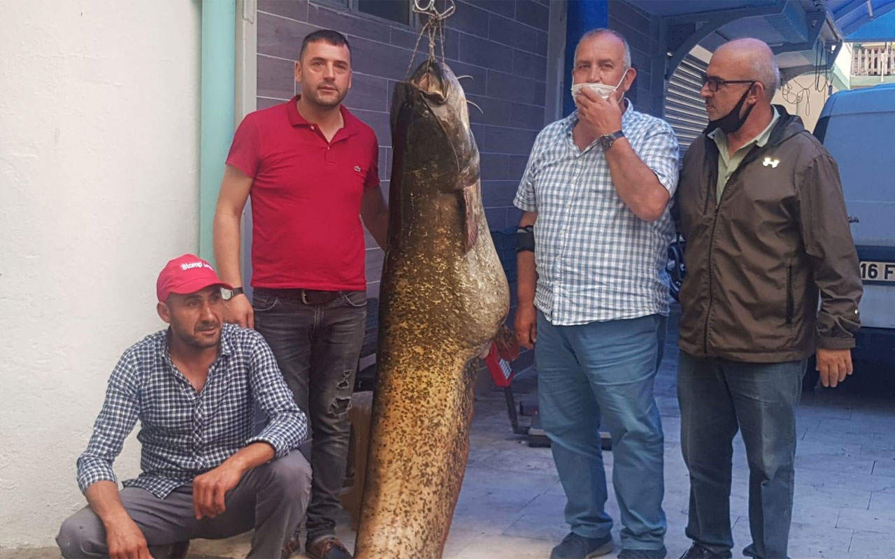 İznik Gölü'nde yakalandı dev yayın balığını 10 kişi çekti