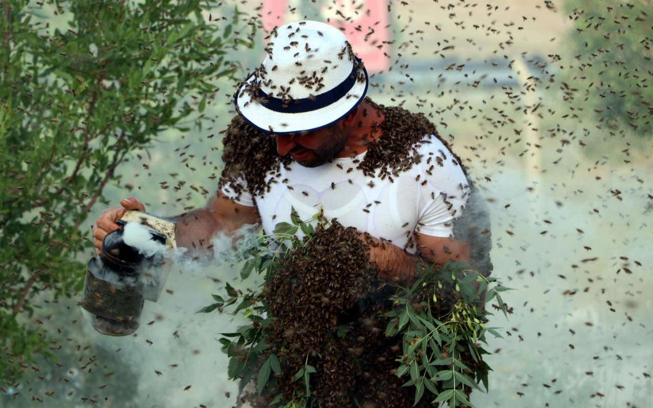 Vanlı Arı Adam dünya rekorunu kırmak için binlerce arıyı üzerinde topladı