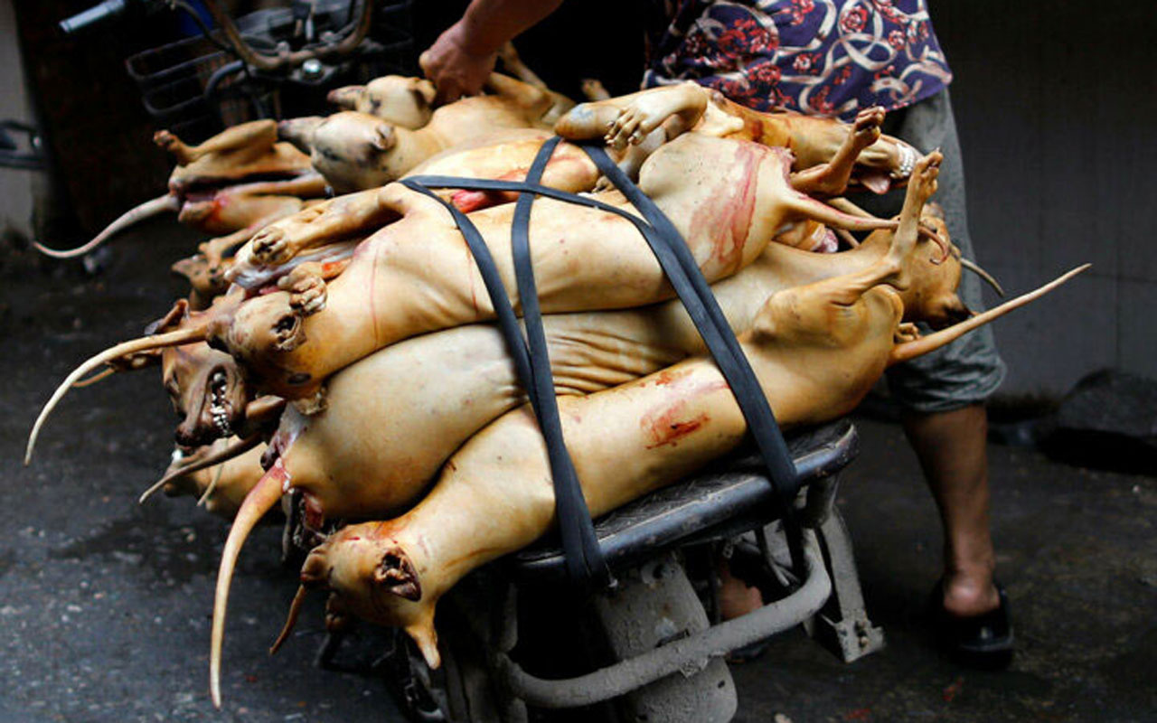 Çin'de köpek eti festivali tepkilere rağmen başladı
