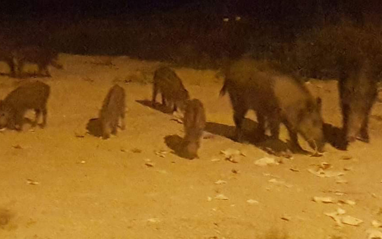 Kuşadası’nda şehir merkezine inen domuzlar yiyecek aradı