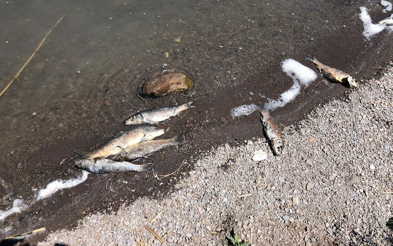 Kağızman'da depremin ardından balık ölümleri korkuttu! Vatandaşlar tedirgin