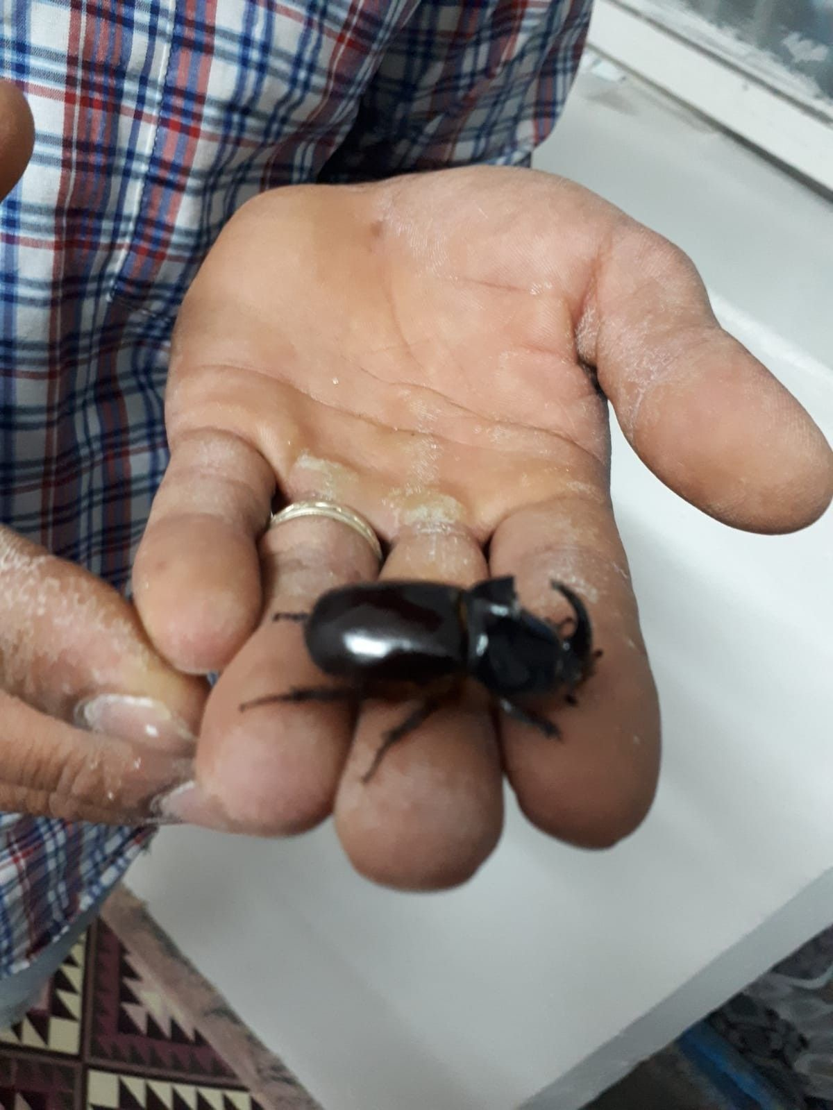 Dünyanın en güçlü böceği deniyor Kahramanmaraş'ta bulundu