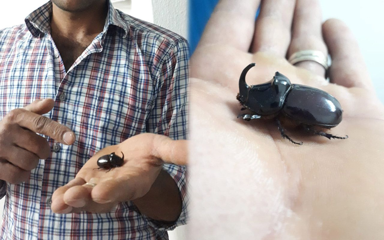 Dünyanın en güçlü böceği deniyor Kahramanmaraş'ta bulundu