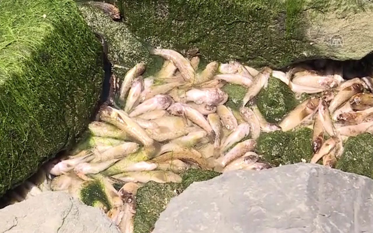 Küçükçekmece Gölü'nde binlerce ölü balık kıyıya vurdu!
